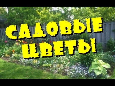 Садовые цветы Обзор дачного участка Цветение цветов на даче Дачный ответ Дача и сад своими руками