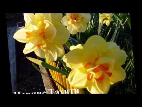 Красивые цветы  на даче    Клумба цветушая все лето