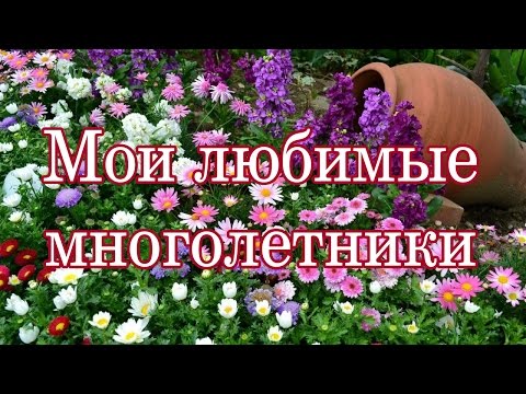Мои любимые цветы на даче (многолетники), ч.1.